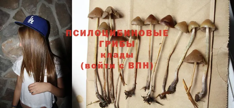 Псилоцибиновые грибы MAGIC MUSHROOMS  Химки 